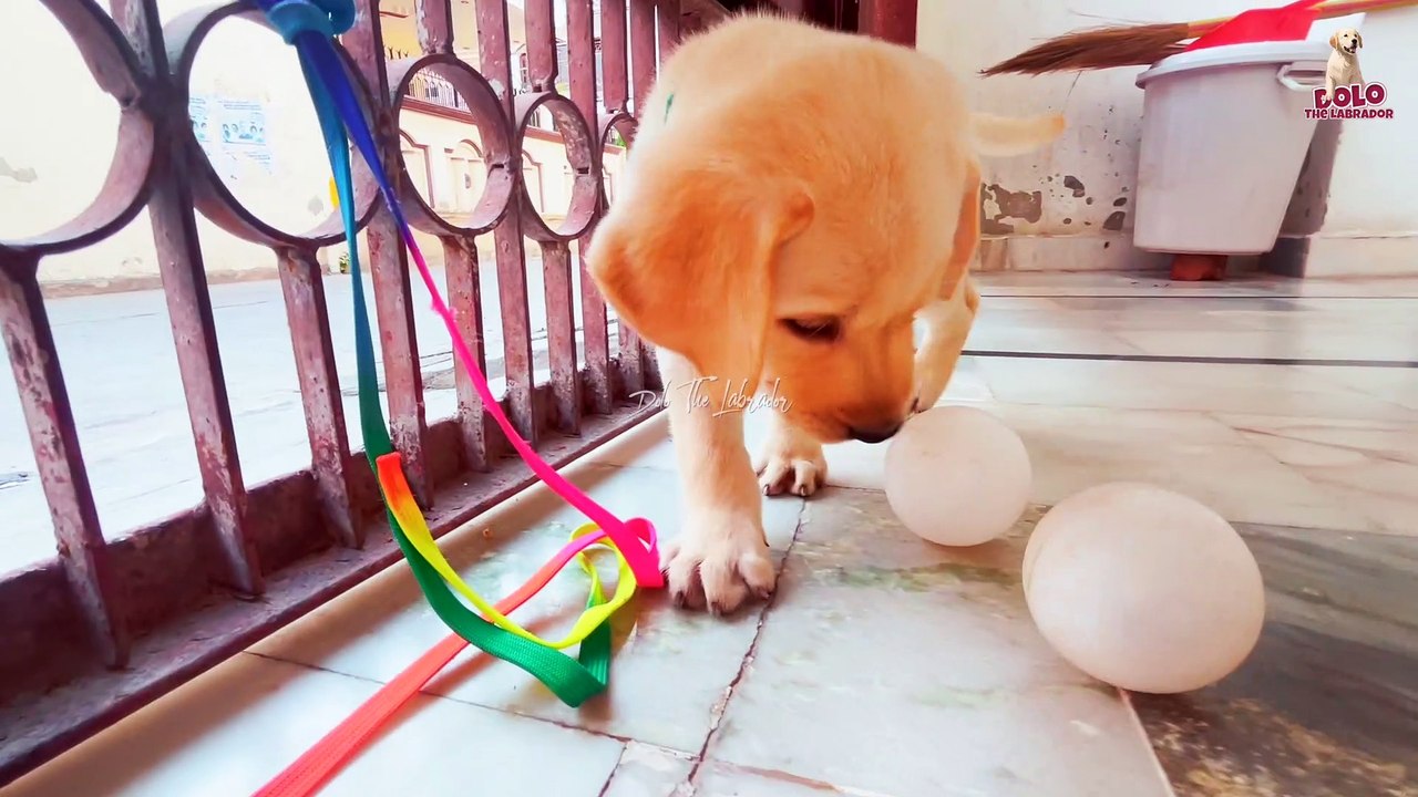 05 Dollo is in a mood to play today || डोलो आज खेलने के मूड में है || Dolo The Labrador PART 2