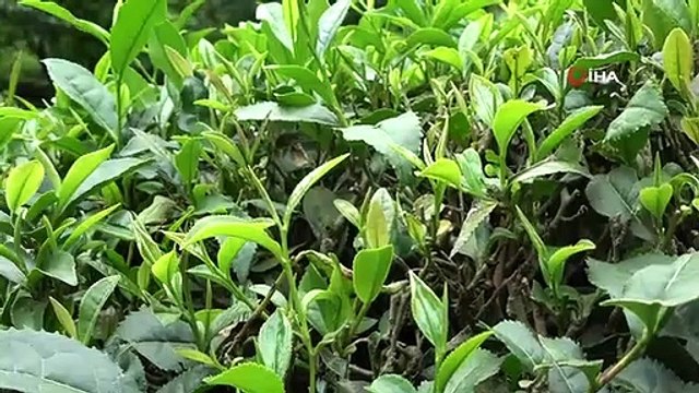 Beyaz Çay Üreticilerine 'Çay Tomurcuğu Toplayın' Çağrısı