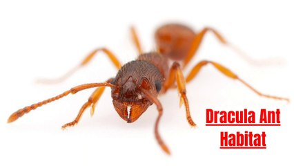 How to Find Dracula Ants