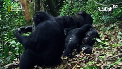 مملكة القرود: دراما صراع الإخوة المثيرة 🐒