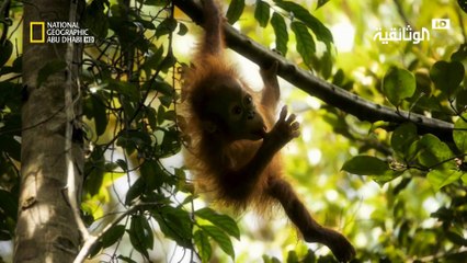 مهمة حرجة | قرود الأورانغوتان المهددة بالانقراض