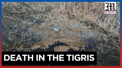 Fish carcasses litter drought-hit Iraq's riverbanks and marshes
