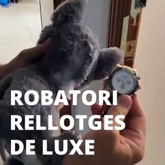 Detenido por robar relojes de lujo en Barcelona
