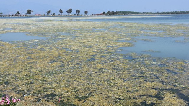 Havalar ısındı deniz marulu arttı! 'İzmir Körfezi risk altında'
