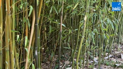 Roland Motte, jardinier : le bambou, choisissez la bonne variété