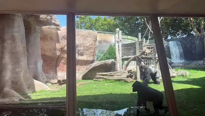 El gorila Ebobo, enfadado, se pasea por su recinto del zoo de Barcelona