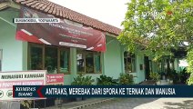Dari Spora ke Ternak & Manusia, Antraks Merebak di Gunungkidul Yogyakarta!