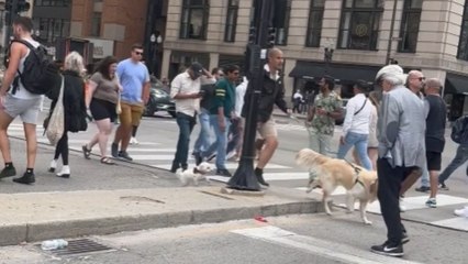 Couple spots their dogs that are out for a walk with a family friend