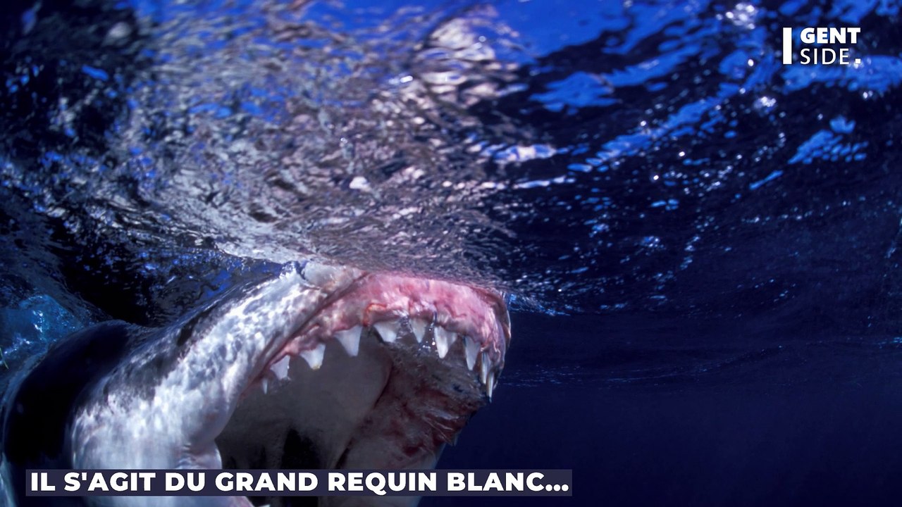 Cette espèce de requin terrifiante pourrait bientôt atteindre les côtes françaises