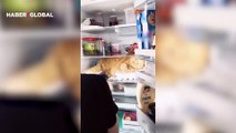 Görüntüler viral oldu! Sıcak havaya dayanamayan kedi buzdolabına girdi, sahibine zor anlar yaşattı