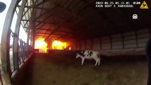 ABD'de polis, yangında mahsur kalan inekleri alevlerin arasından kurtardı