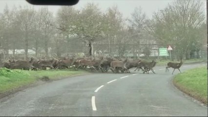 Hundreds of DEER Hold up Drivers Whilst Galloping Across Snowy Road
