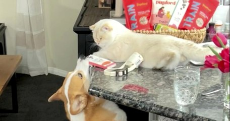Cheeky Corgi Gets Help From Cat ‘Brother’ to Steal Treats