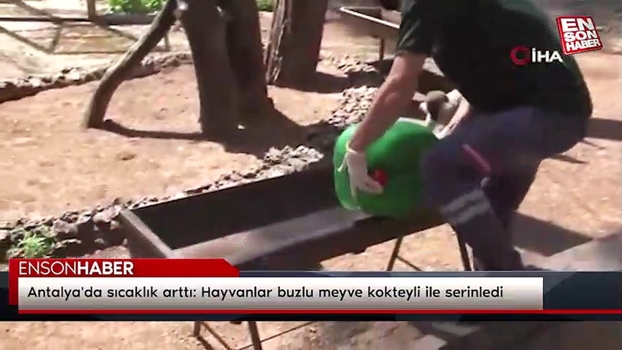 Antalya'da sıcaklık arttı: Hayvanlar buzlu meyve kokteyli ile serinledi