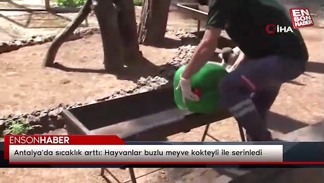 Antalya'da sıcaklık arttı: Hayvanlar buzlu meyve kokteyli ile serinledi