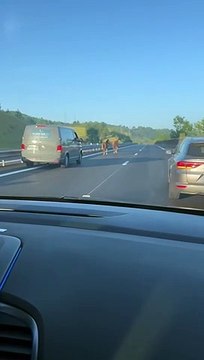 Un âne et une ponette se baladent sur la chaussée de l'autoroute A89 en Dordogne