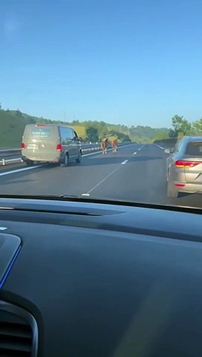 Un âne et une ponette se baladent sur la chaussée de l'autoroute A89 en Dordogne