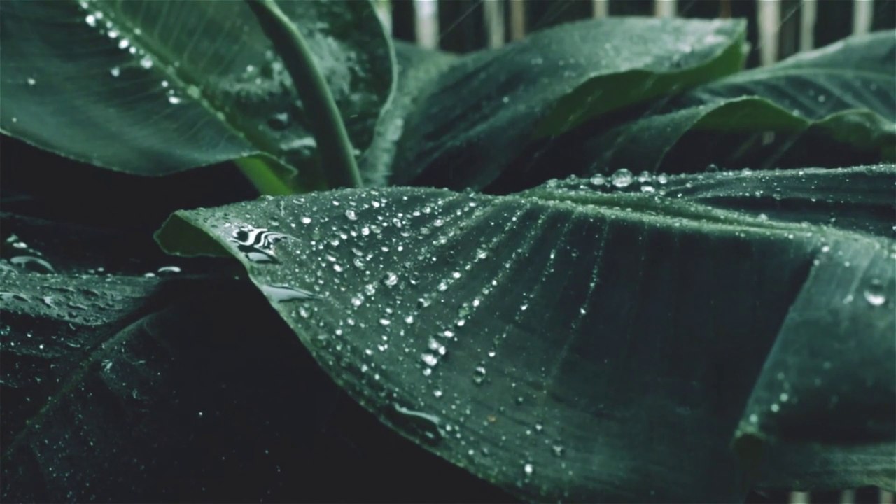 Rain Background Video | Rain Stock Footage | Copyright Free Rain Video | Romance Post BD