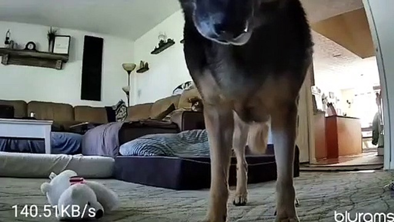 Un berger allemand couvre l'appareil photo avec un animal en peluche