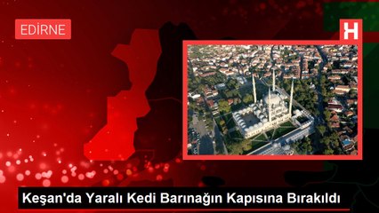 Keşan'da Yaralı Kedi Barınağın Kapısına Bırakıldı