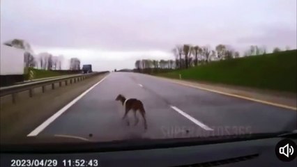 Voici comment l'accident de la circulation causé par le chien errant s'est reflété sur les caméras