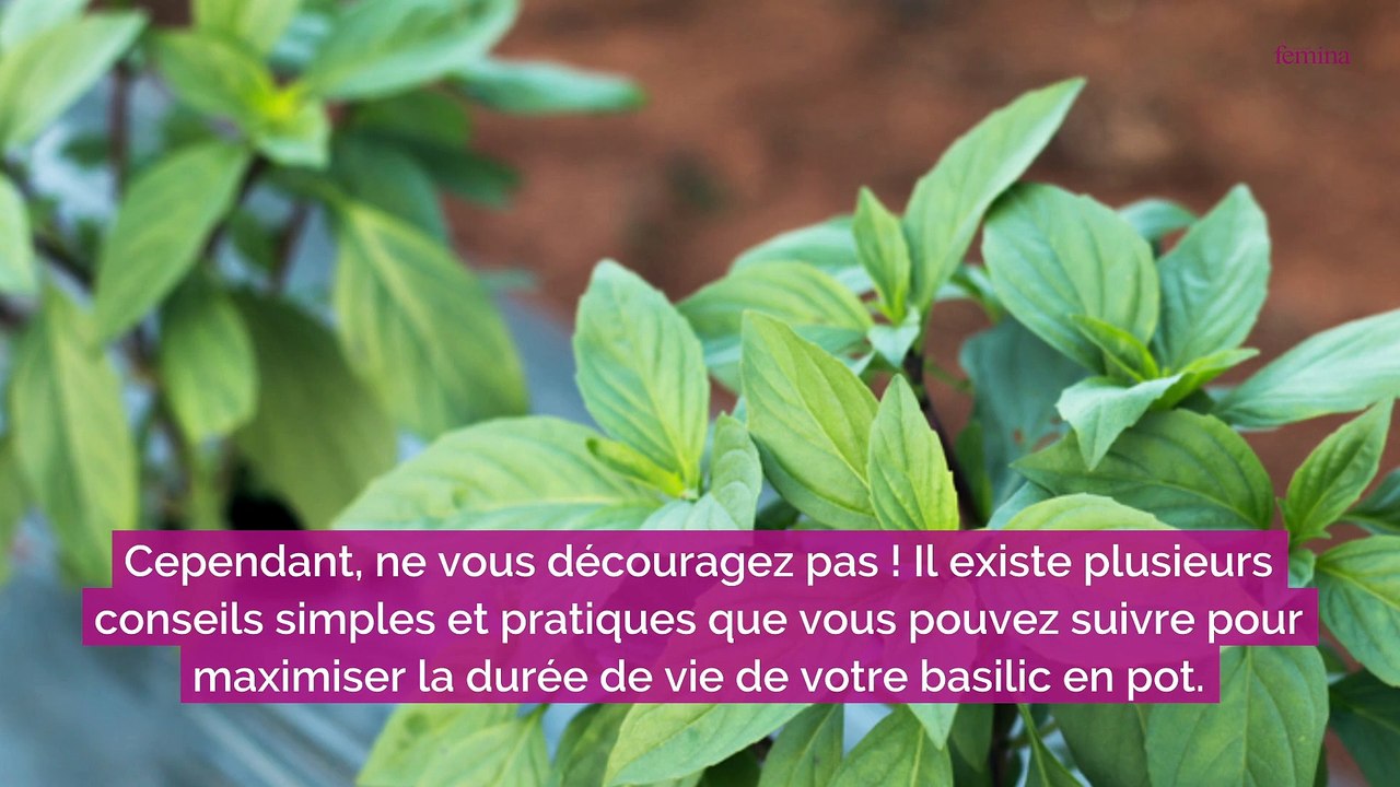 7 conseils pour faire durer votre basilic en pot tout l’été