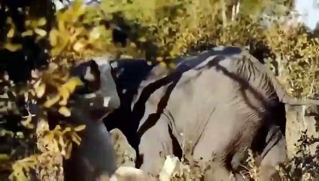 Elephant vs Lion...Elephant Fights And Kills 2 Lions To Prove Who Is The King