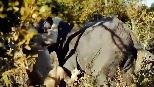 Lion Fought In Vain Against Elephant's Frenzied Attack - Impala Attack And Skewered Lion To Death