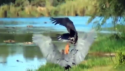 The Fierce Battle Between The Two Rulers Of The Sky To Fight For The Throne - Ardea Goliath Vs Eagle
