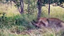 OMG !! King Of The Jungle Was Miserably Defeated In A Surprise Ambush By Warthogs -  Lion vs Warthog