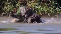 Intense ! The Great Battle Between Leopards And Crocodiles Makes Other Animals Watching In Awe