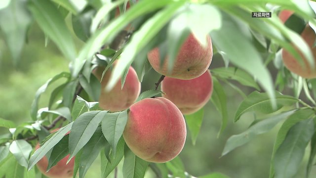 [경북] 경북, 상반기 농식품 수출 9.9％ 증가...역대 최고 / YTN