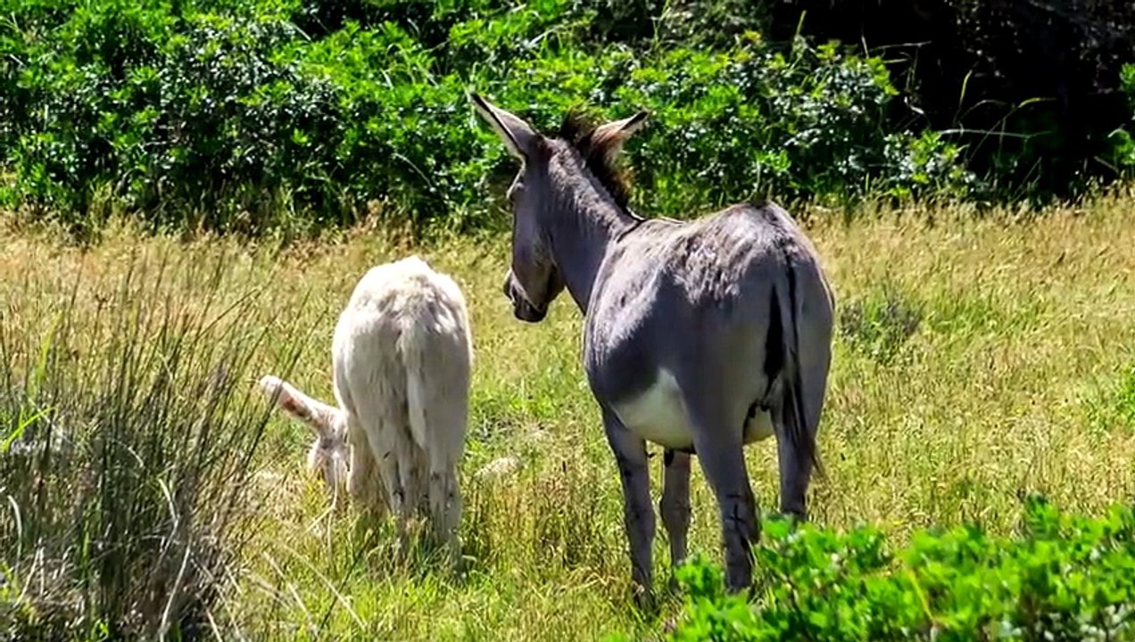 Darum Haben Hyänen und Wölfe Angst Vor Eseln