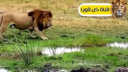 الأسود قررت أَخيراً القضاء على الخنازير البرية فكانت قوتهم كالصاعقة ! عالم الحيوان