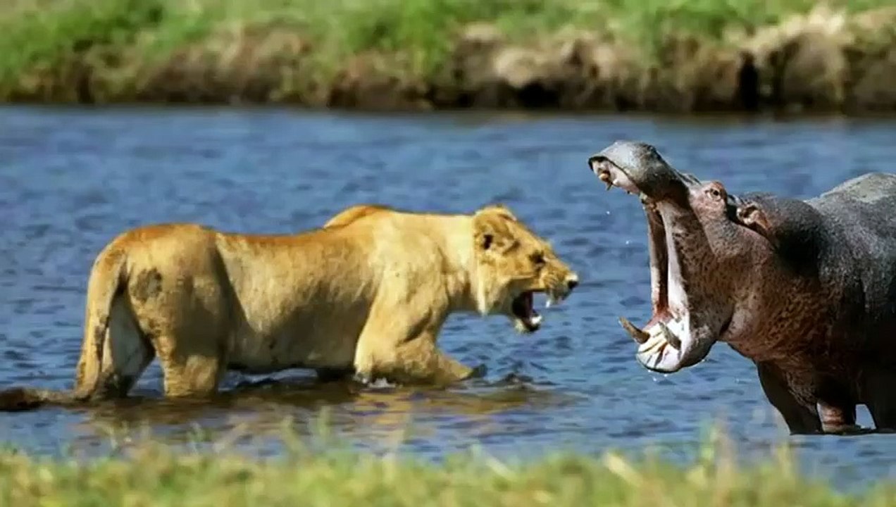 الأسود وافراس النهر وصراعات لا تنتهي   عالم الحيوانات المفترسة
