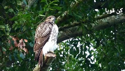 الصقر الجارح ذو الزيل الأحمر  شاهد ماذا يفعل هذا المفترس