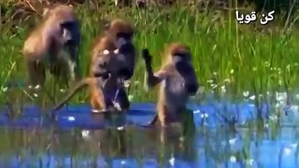 التماسيح الجائعة لا تعرف الرحمة  عالم الحيوانات المفترسة (2)