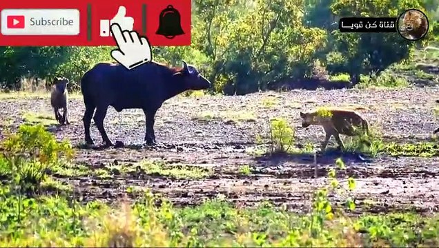 الضباع المفترسة تهاجم جواميس أفريقيا العاشبة صراع البقاء في عالم الحيوان