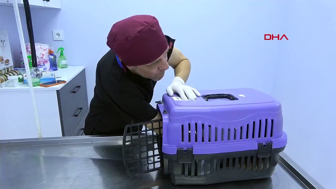 Chat blessé laissé à la porte du refuge de Keşan