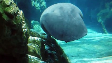 Un lamantin sauvé par une centrale à charbon - ZAPPING SAUVAGE