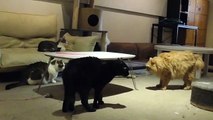 The Rescued Kitten Wants to Be Friends with the Big Cat │ Episode.33#kitten #   @animalfunnyworld21