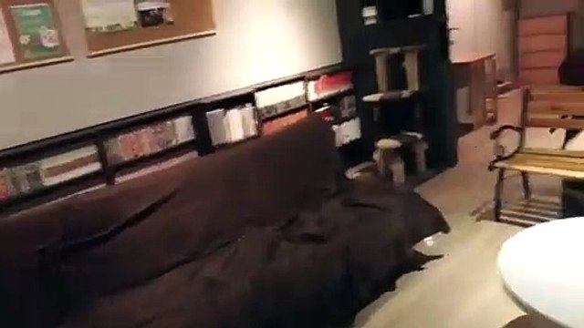 Meilleures vidéos d'animaux drôles de 2022 - Vidéos de chats et de chiens les plus drôles