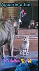 it s better   cat cats dogs vs funng shorts flashsave net