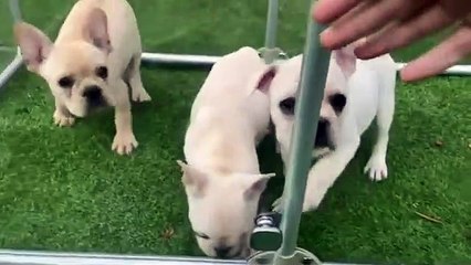 Crazy Chihuahua   mreviatar Angry Dogs@animalfunnyworld21   #bulldog #frenchie #frenchbulldog