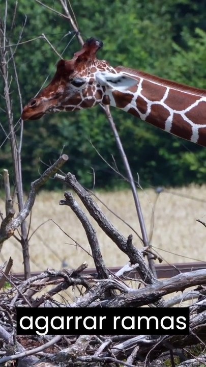 Sorpréndete con estos animales