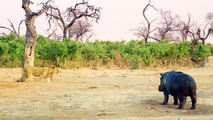 These Birds Ruthlessly Eats Hippo's Flesh Alive