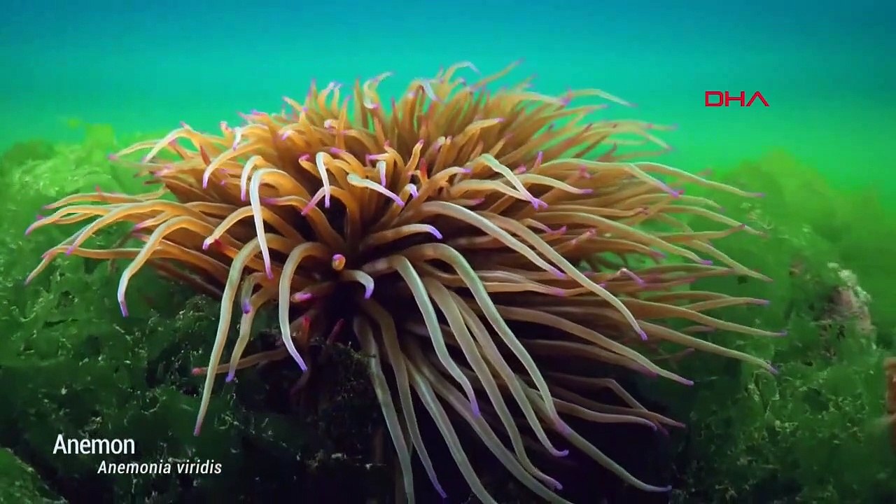 Projet 'Liste Rouge' du Ministère de l'Agriculture et de la Forêt, Direction Générale de la Pêche et de l'Aquaculture