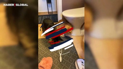 Taraktan korkan kedi kahkahaya boğdu! Etrafı böyle birbirine kattı