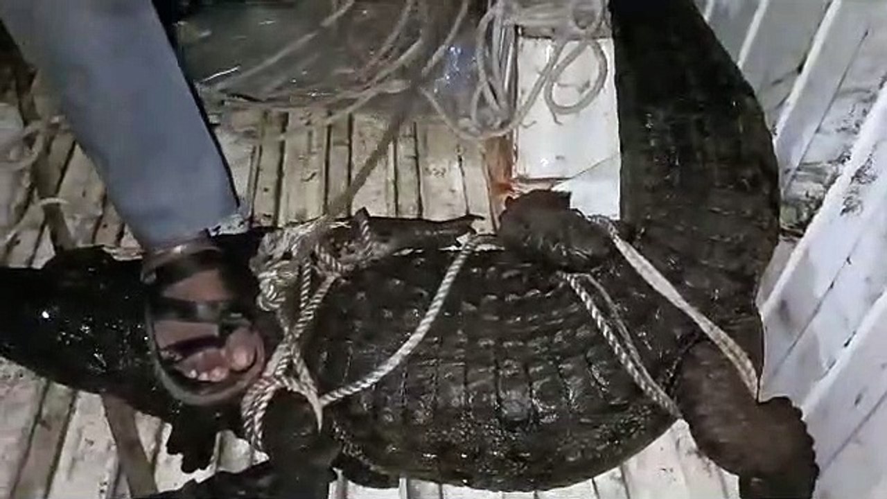 5 feet crocodile and 6 feet python roaming