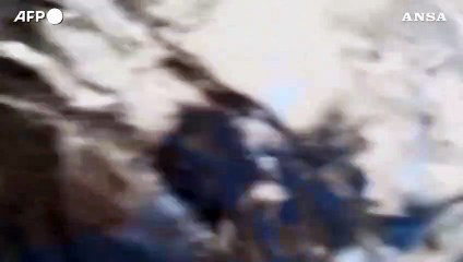 Colombia, megattera allatta il suo cucciolo mentre nuota